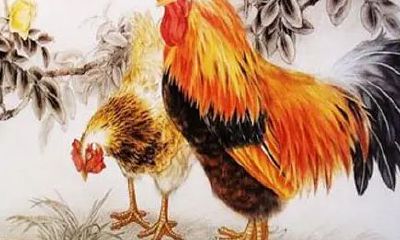 属鸡的人虚伪吗（属鸡是属虎的贵人）