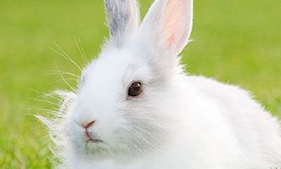 属兔的人有哪些年（今年属兔人的每月运势）