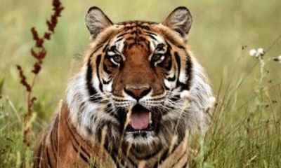 属虎适合佩戴什么颜色（属虎的应该佩戴什么好）