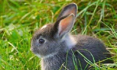 1999属兔是多少岁（1999年属兔女20岁婚姻）