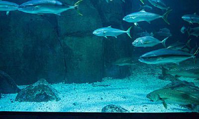 客厅暗财位放鱼缸好吗（鱼缸放财位了怎么办）