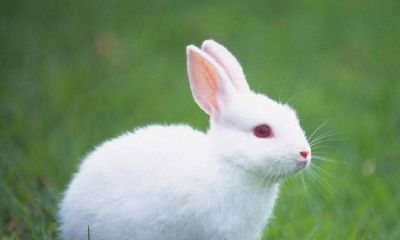 测你适合什么动物系男友（测另一半会宠你还是虐你）