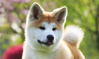 狗有旺财的说法吗（养狗真的能旺财运吗）