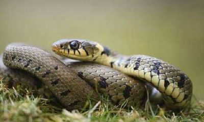 属蛇的今年周岁多少岁（十二生肖属蛇的年龄表）