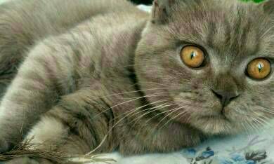 属虎的能养白色的狗吗（属虎养狗可以转运吗）