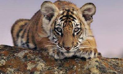 35岁属虎的吗（属牛35岁大劫）