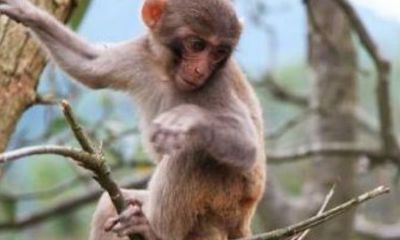 属猴卯时出生是什么命（属猴卯时出生的男孩命运如何）