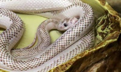 狮子座今日运势剖析（狮子座今日运势占卜）