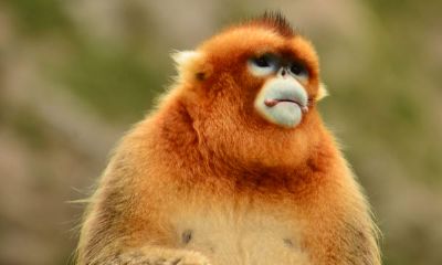 80年属猴是什么五行属什么（属猴人42岁过七劫）