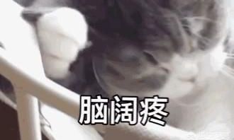 十二生肖是按阳历算还是农历算（十二生肖是什么星座）