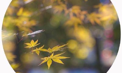 根据十二生肖取名字（十二生肖别名和代号或名称）