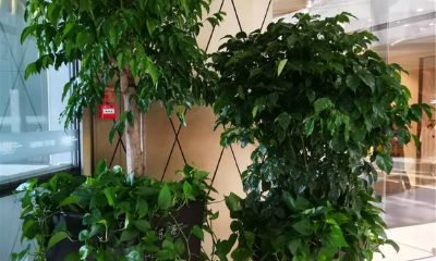 客厅摆放什么树最招财（客厅放什么花好招财）