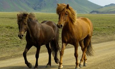 66年属马人今日运势（66年属马人55岁以后每年运势）