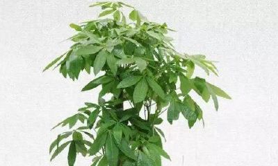 招财树叶子上有枯痕（招财树叶子枯萎怎么处理怎么补救）