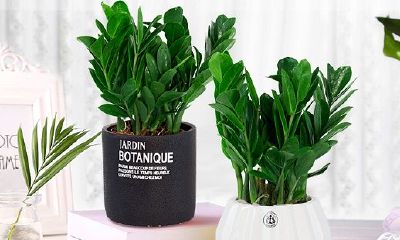 平安树的寓意和象征风水（平安树开花什么预兆）