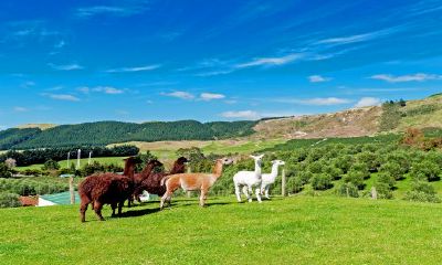 1992年1月属羊男怎么样（1991年属羊的男的姻缘）