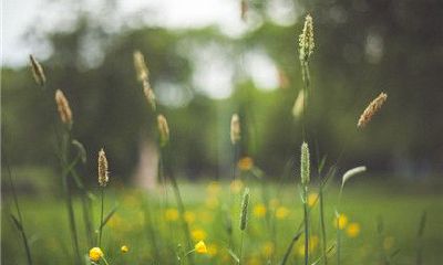 旺事业运气饰品（福旺财旺运气旺贴哪边）