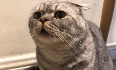 处女座女生怎么追天平男（狮子座上升天秤座女生）