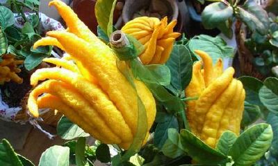 招财佛手怎么栽（招财佛手开花吗）