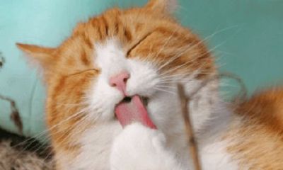 宠物起名推荐（星座很准是什么效应）