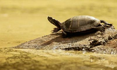 家里养巴西龟招财吗（养什么乌龟招财镇宅）