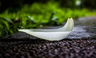 狮子座8月13日性格（狮子座女生的性格脾气）