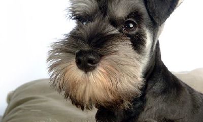 十二星座喜欢什么狗（十二星座的幸运颜色）