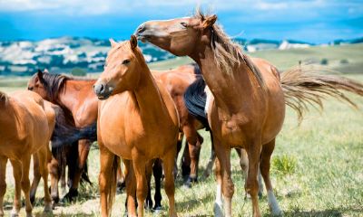 2023年属马人的吉祥数字是什么（属马手机尾数为几最好）