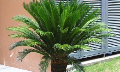 厂区种什么花风水好（厂里栽什么植物旺财）