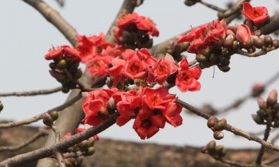 白羊座3月工作运势（白羊座下月运势）