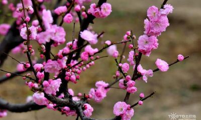 梅花在易经中的风水（梅花易数看风水）