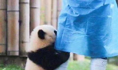 双子座男和狮子座女生真的不好吗（狮子座男跟双子座女配吗）