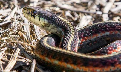 孕妇梦到蛇是啥意思啊（孕妇梦见打死蛇是什么意思啊）