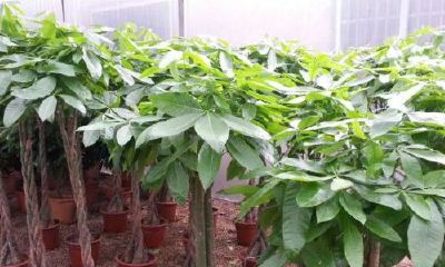 招财树怎样修剪才能叶片茂盛（招财树叶子下垂发蔫及时补救方法）