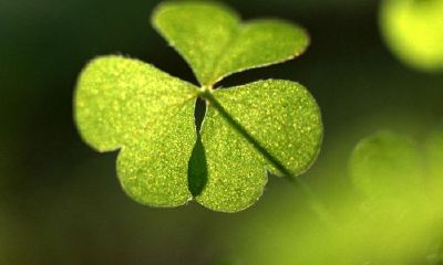 怎么判断狮子座男生喜不喜欢你（怎么判断狮子座女生喜不喜欢你）