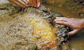 太岁肉的功效（太岁肉是什么东西）