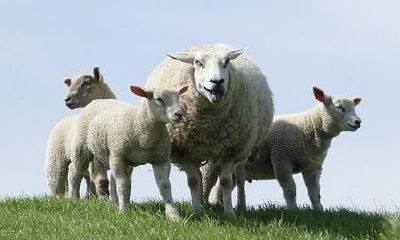 今年属羊男的运气如何（79年属羊44岁2023劫难）