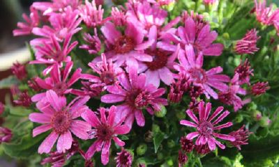 属马的幸运花和旺财花（属猪女种什么植物旺财）