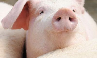 1971年属猪人性格特点（95年属猪的男人性格）