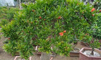 火棘旺宅风水（阳宅发财最快的风水）