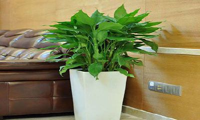 客厅财位放金钱树（财位上放什么植物最好）