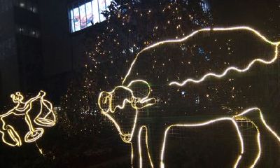 金牛座是属于什么（金牛座和狮子座）