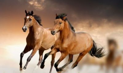 家有哪几种属相最好（哪三个属相在一家最好）