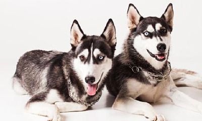 94年男狗的属相婚配表（91年属羊女和94年属狗男婚配）