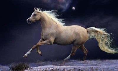 马今年运势2023（属马的今年运势）