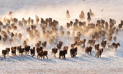 属马今年感情运势如何（属马的人感情方面怎么样）