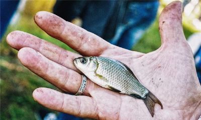 周公解梦梦见水里抓鱼（周公解梦大全查询梦见抓鱼）