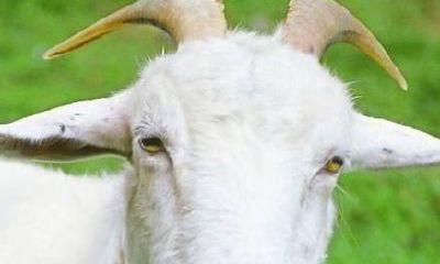 请问属羊的今年多少岁（属羊的和什么属相最配相克）