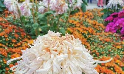 看祖坟风水该找什么人（风水先生看墓地）