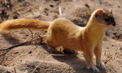 黄大仙的灵性分析（黄大仙的天敌是什么）